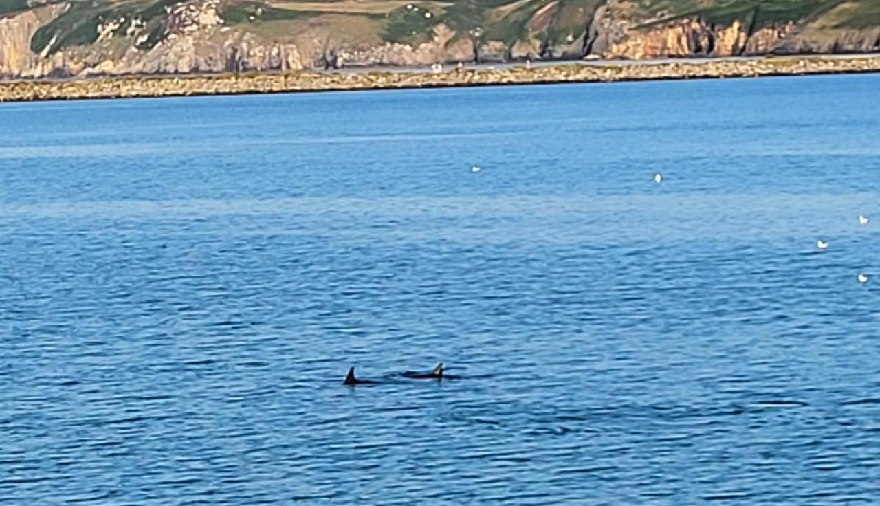 Seasidesteps Fishguard Zewnętrze zdjęcie
